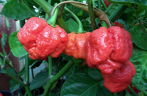 the Trinidad Moruga Scorpion ų